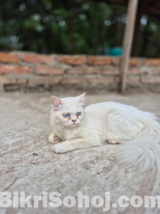 একটা সাদা পার্সিয়ান বিড়াল
